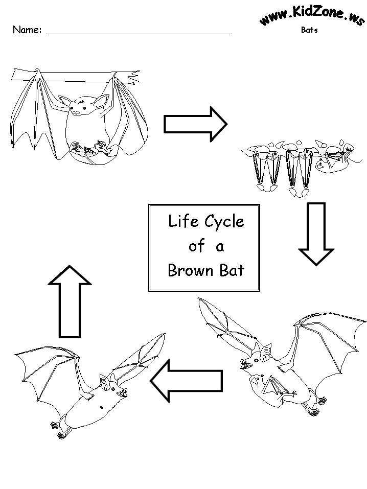 Bat Activity Sheets - Lifecycle of a Brown Bat (No Words)