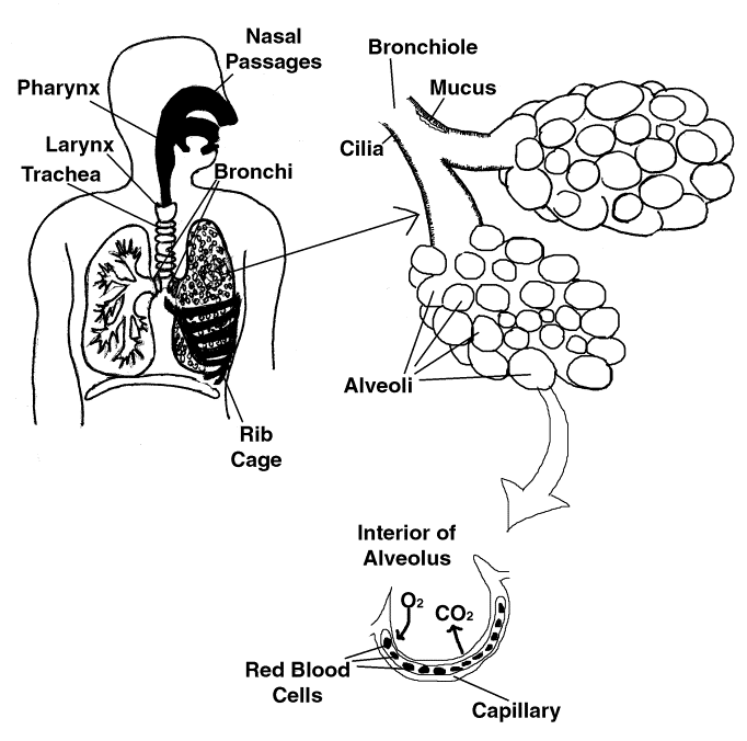 Respiratory system coloring page working sheet