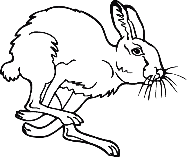 Rabbits 1 | Coloring Pages 24