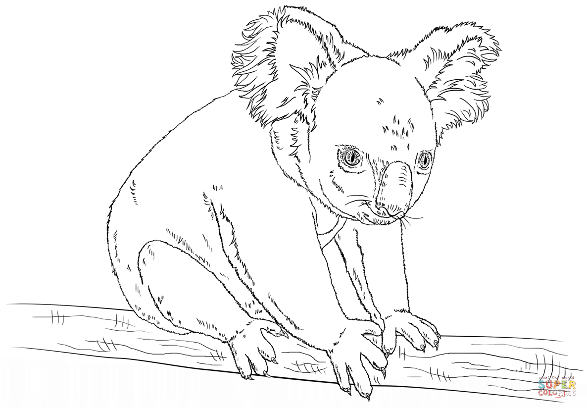Koala sitting on a branch coloring page | Free Printable Coloring ...