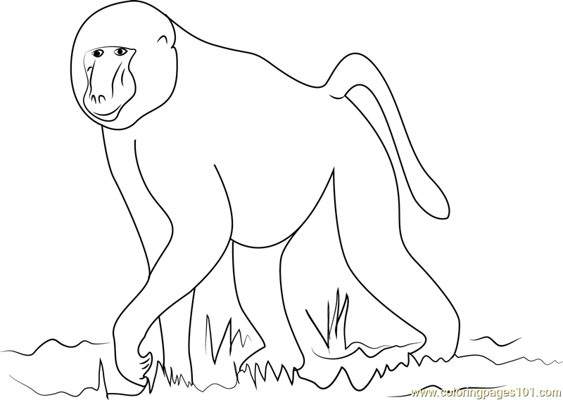 African Baboon Coloring Page for Kids - Free Baboon Printable Coloring Pages  Online for Kids - ColoringPages101.com | Coloring Pages for Kids