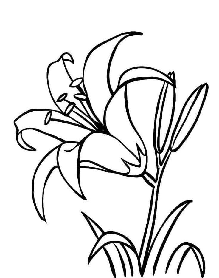 Pin on Fruits and Vegetables Coloring Pages