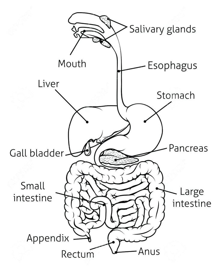 Pin By Aaron Rathinam On Nursing Med Digestive System Diagram Human  Digestive System … in 2021 | Digestive system diagram, Human digestive  system, Digestive system for kids