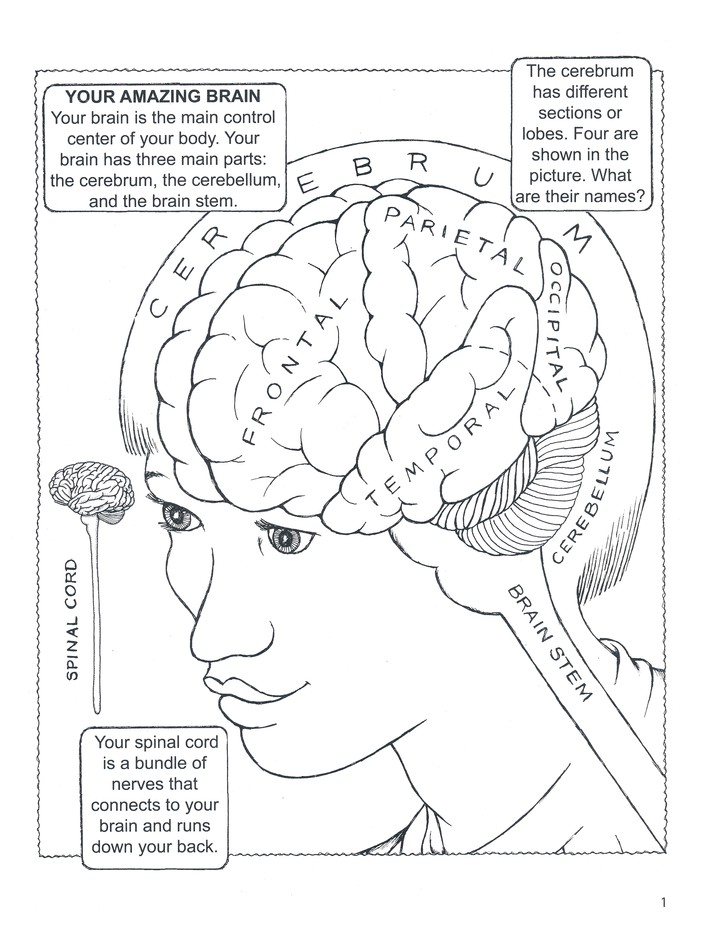 My First Book About the Brain Coloring Book: Patricia J. Wynne:  9780486490847 - Christianbook.com