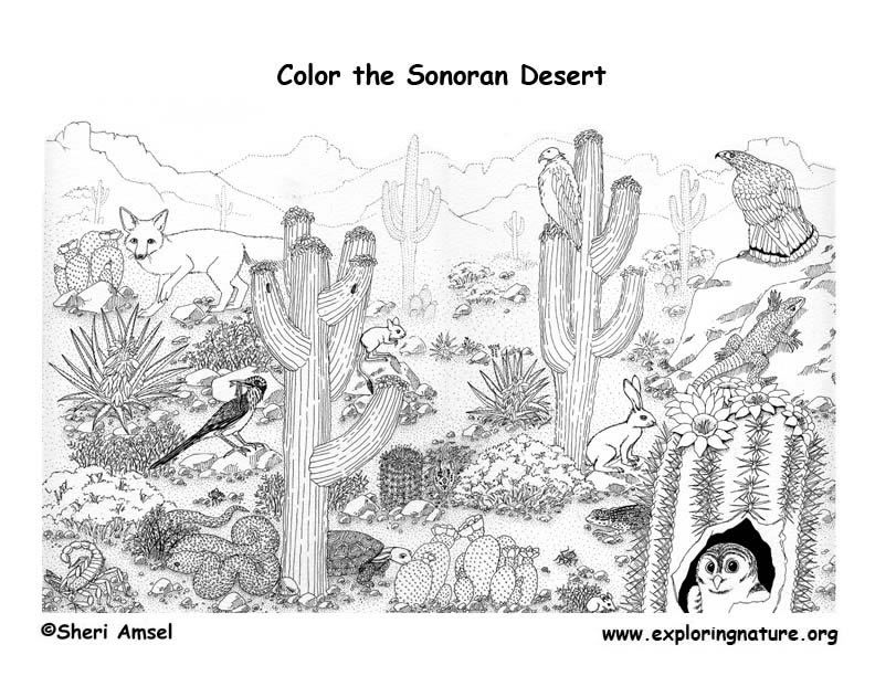 animal habitat coloring pages - High Quality Coloring Pages