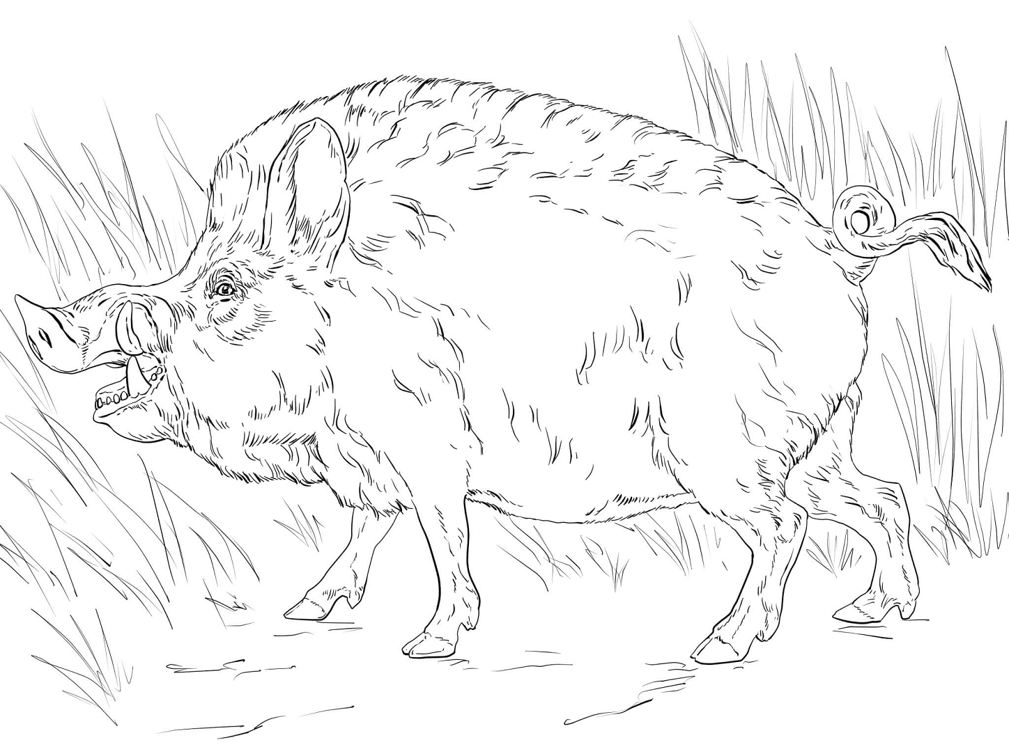 Big Wild Boar Coloring Pages - Realistic Animal Coloring Pages - Coloring  Pages For Kids And Adults