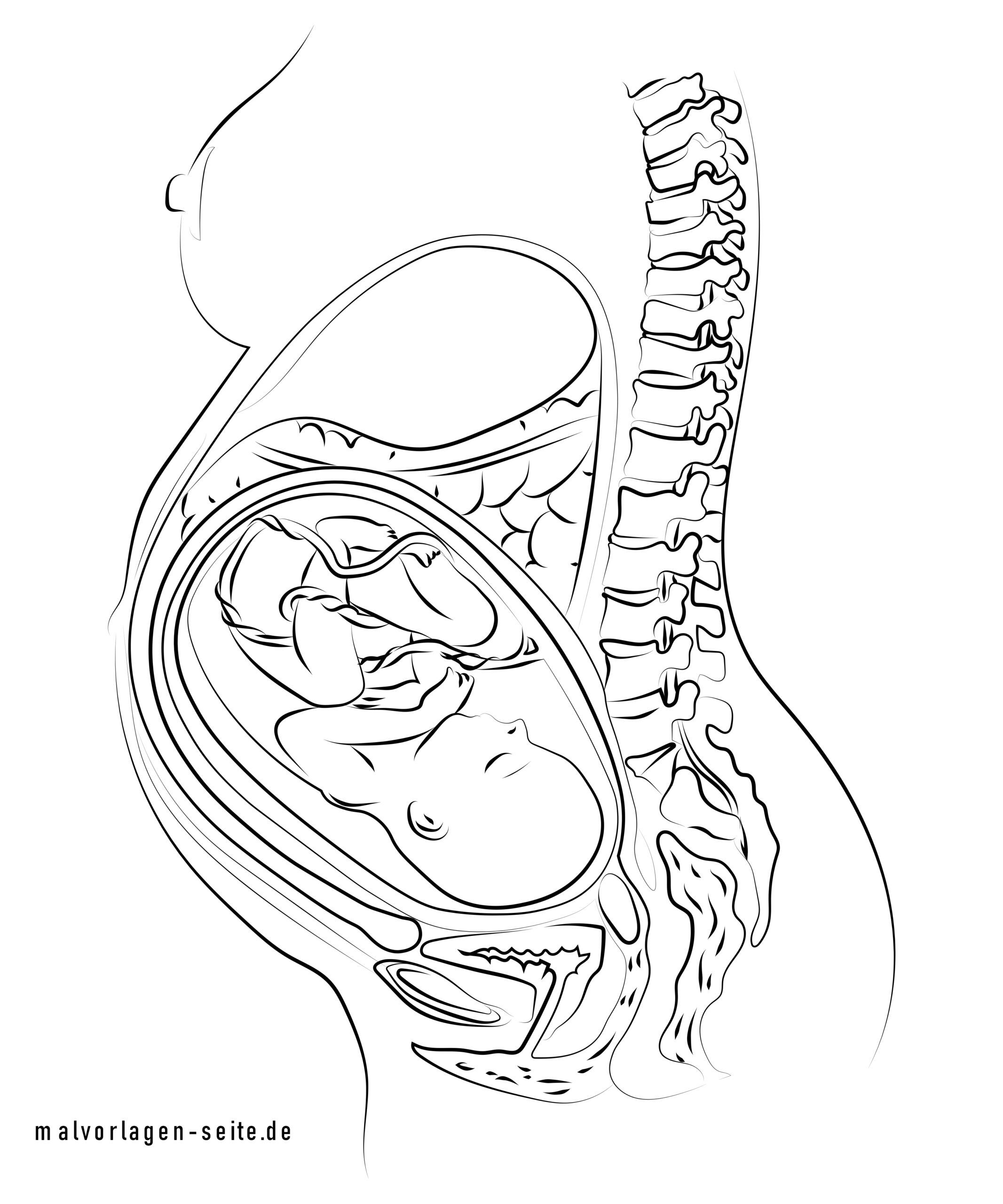 Great coloring page pregnancy baby in the belly - education | Free coloring  pages