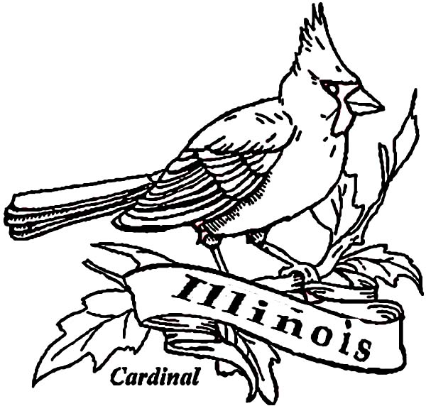Cardinal Bird Of Illinois Coloring Page : Coloring Sun