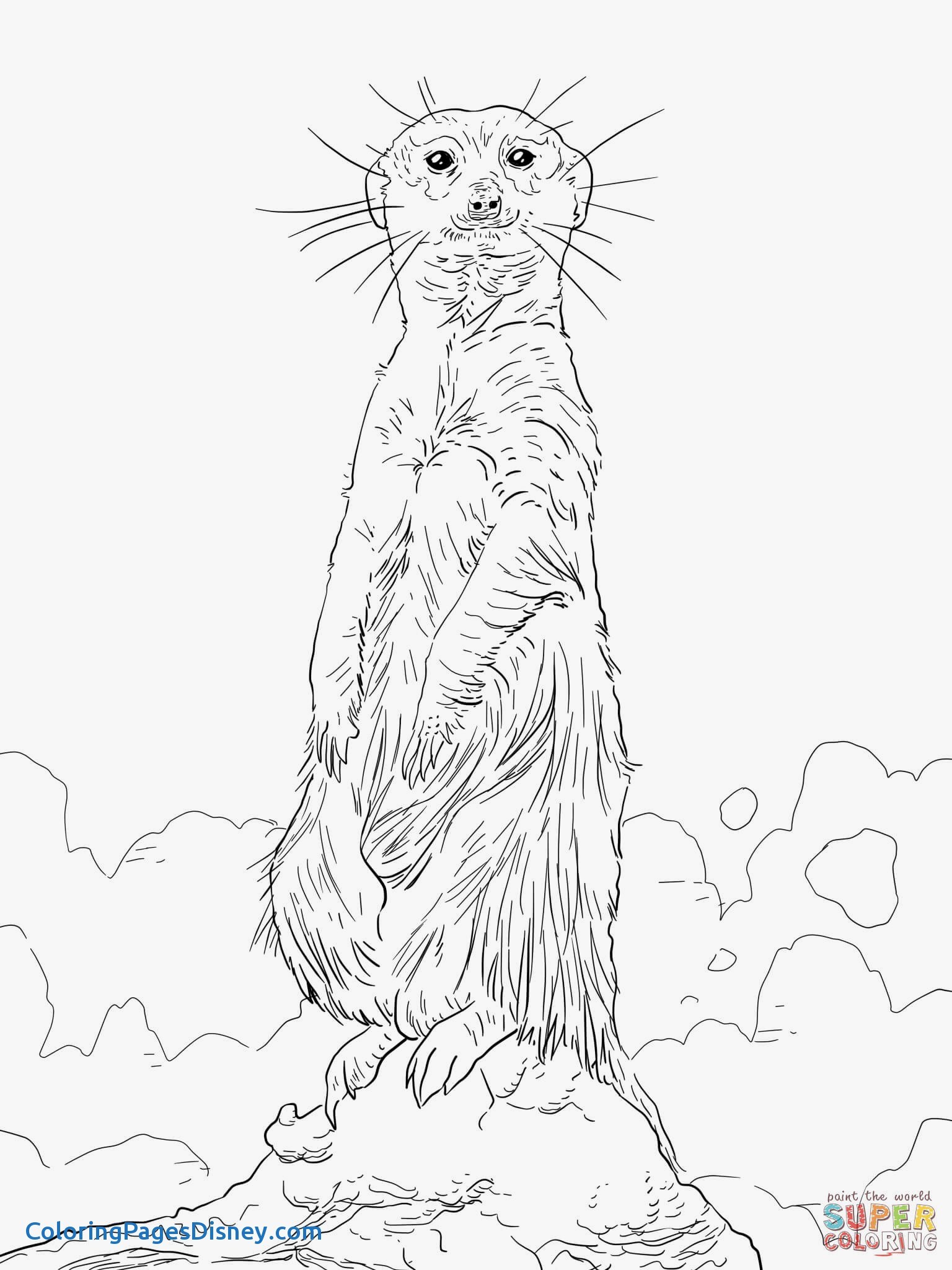 The best free Meerkat coloring page images. Download from 23 ...