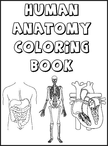 Human Muscles Coloring Pages - AoF.com