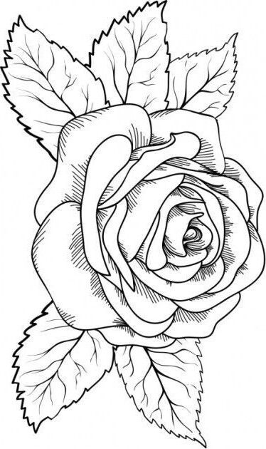 Coloring Pages | Rose And Leaf Coloring Pages