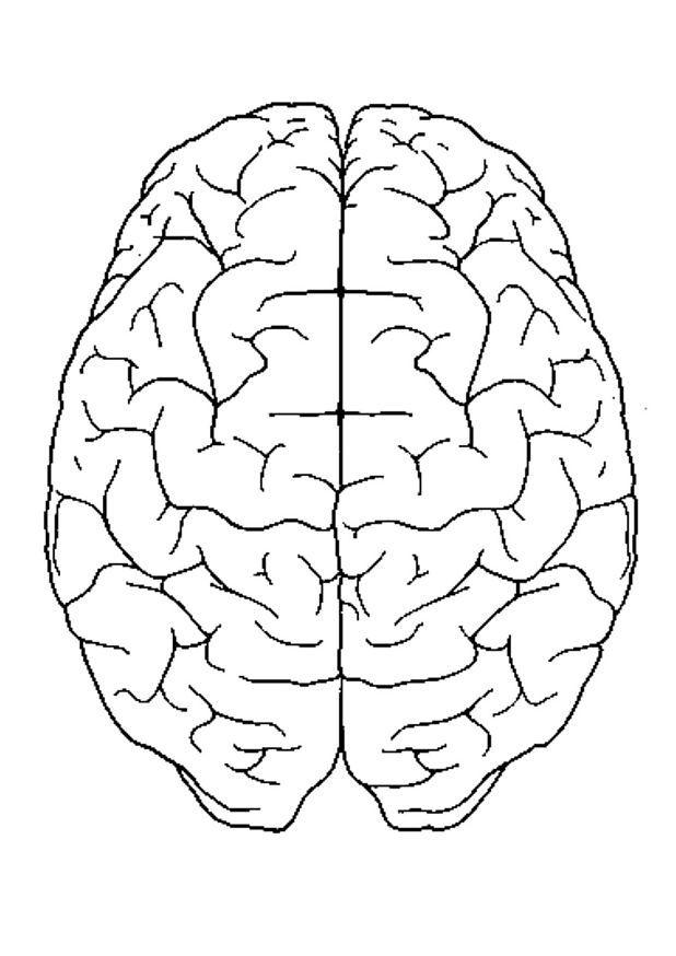 Coloring page brain, top view - img 4300.