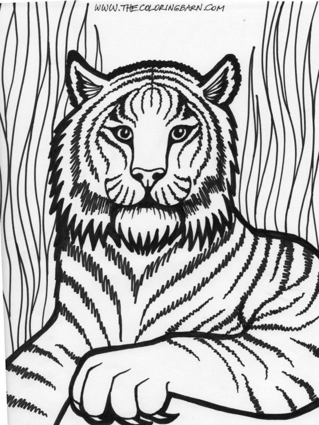 Dominate Male Lion Roaring Coloring Pages Lion Coloring Page 10366 