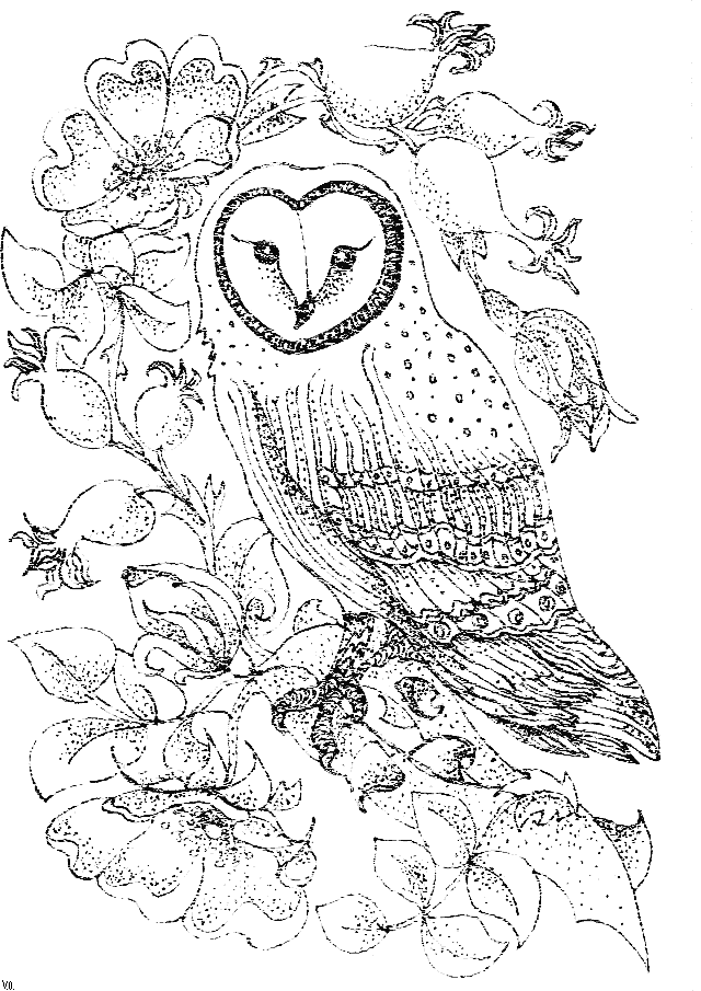 bird coloring pages for adults – 640×905 Download Free Wallpaper 