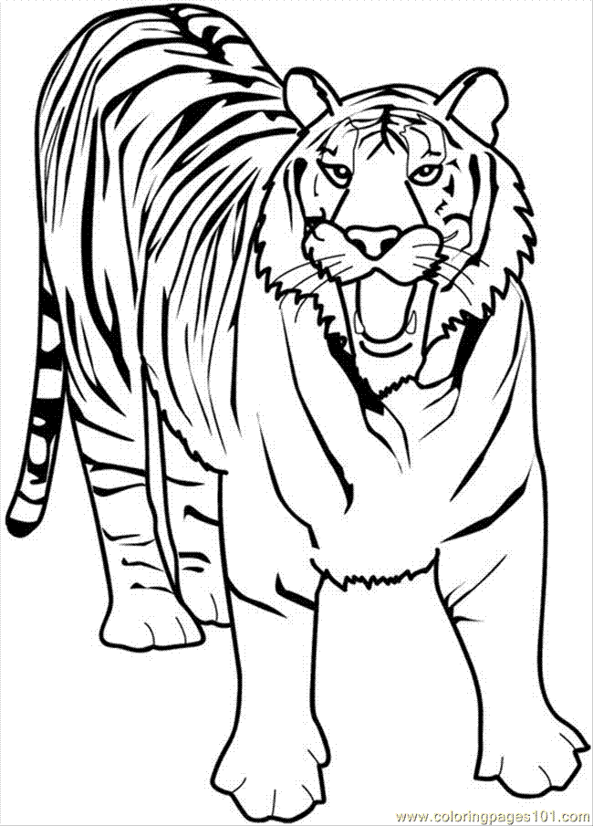 Tiger color pages | coloring pages for kids, coloring pages for 