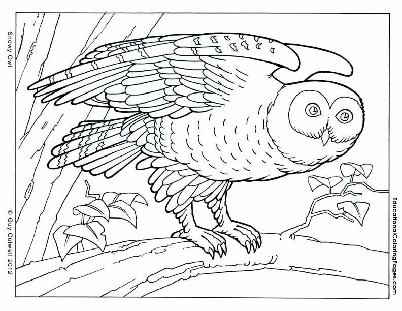 owl coloring page | Coloring Book