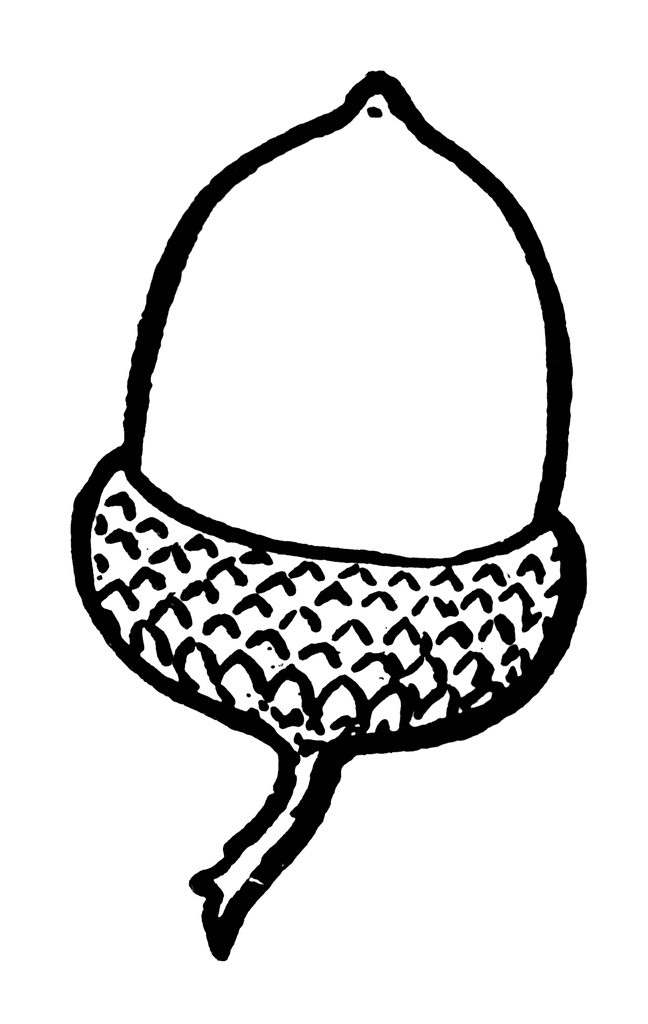 colorwithfun.com - Acorn Coloring Pages