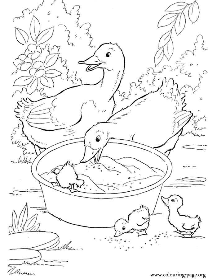 Duck And Duckling Coloring Pages Images & Pictures - Becuo