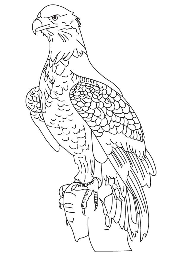 Wedge tailed eagle coloring page | Download Free Wedge tailed 