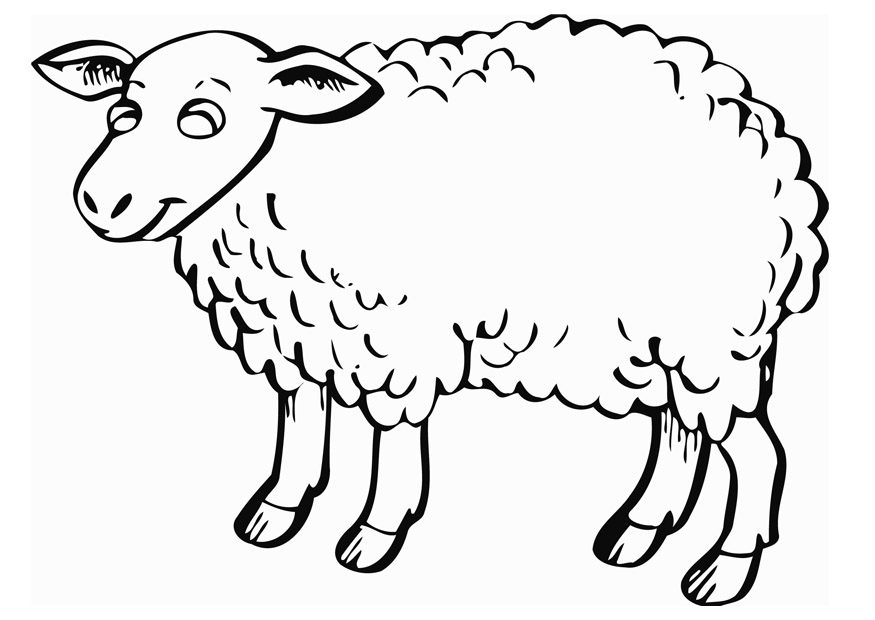 t sheep Colouring Pages