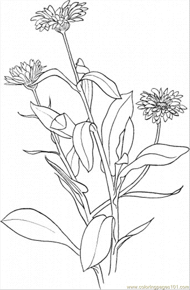 Coloring Pages Marigold 6 (Natural World > Flowers) - free 