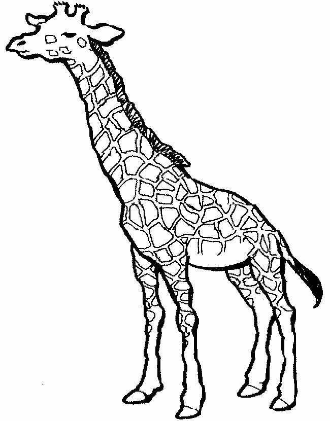 Coloring Pages Of A Giraffe | Animal Coloring Pages | Kids 