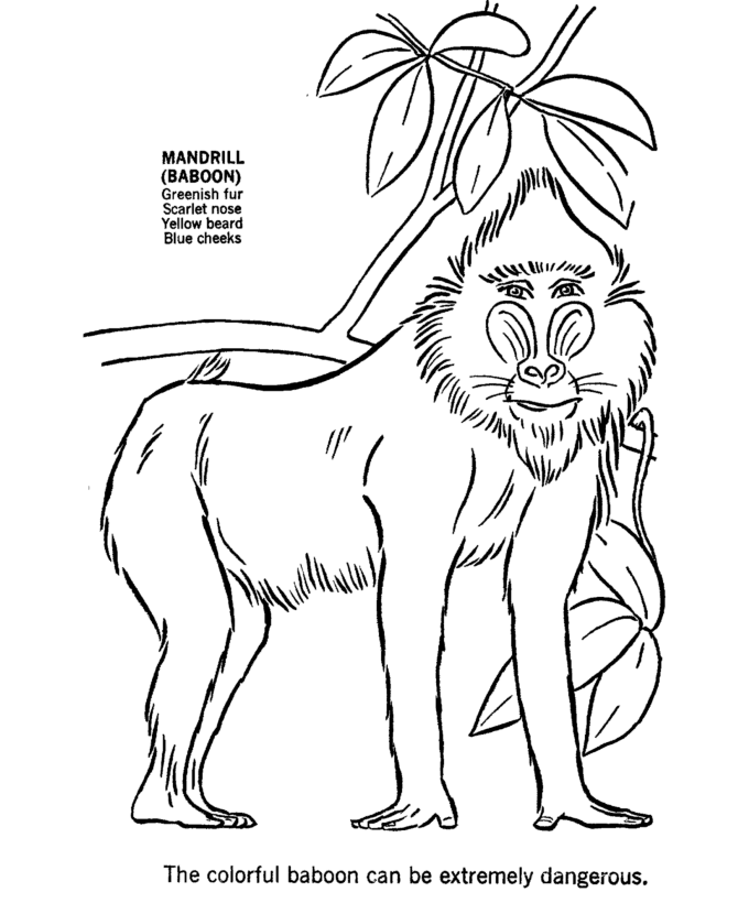 Wild Animal Coloring Pages | Baboon Coloring Page and Kids 