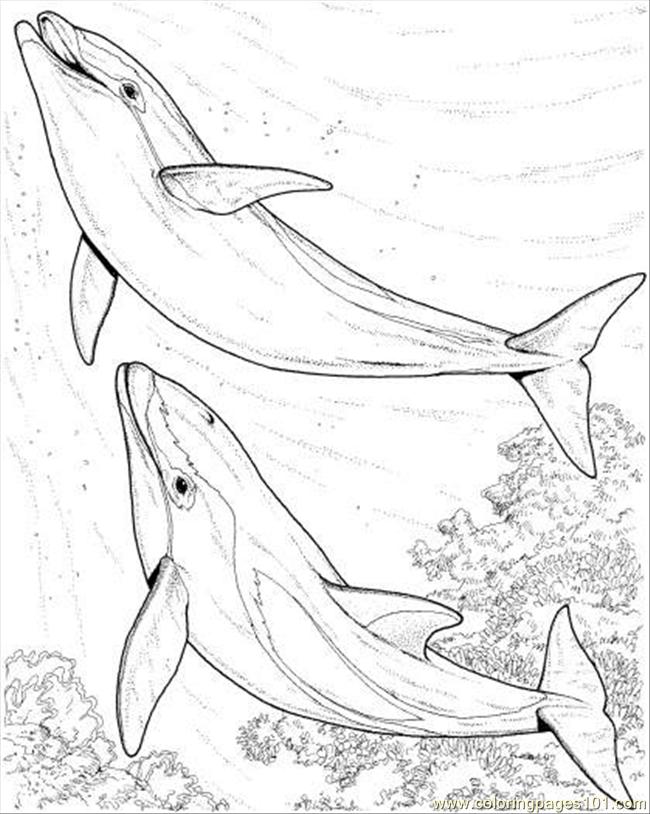 Coloring Pages Two Dolphin Coloring Page (Mammals > Dolphin 