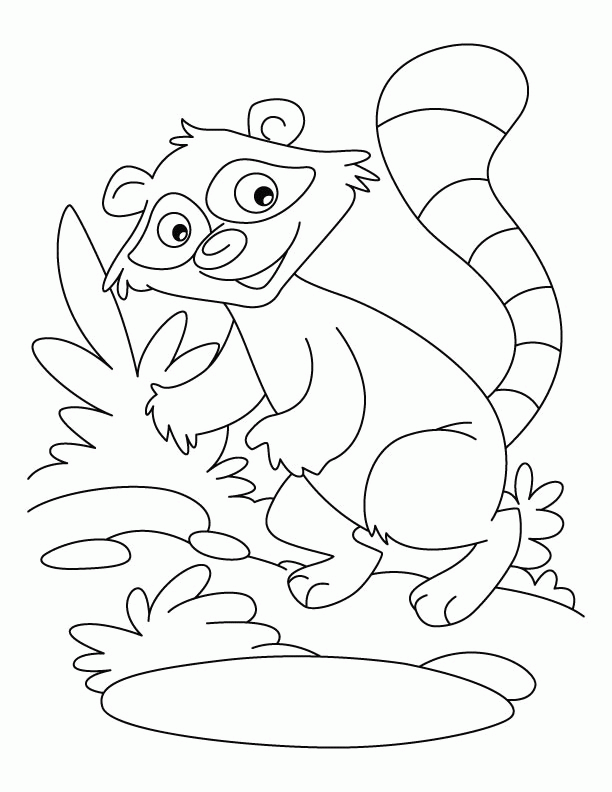 Raccoon Coloring Pages | Coloring Pages