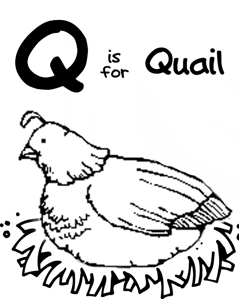 Letter Q Quail Craft