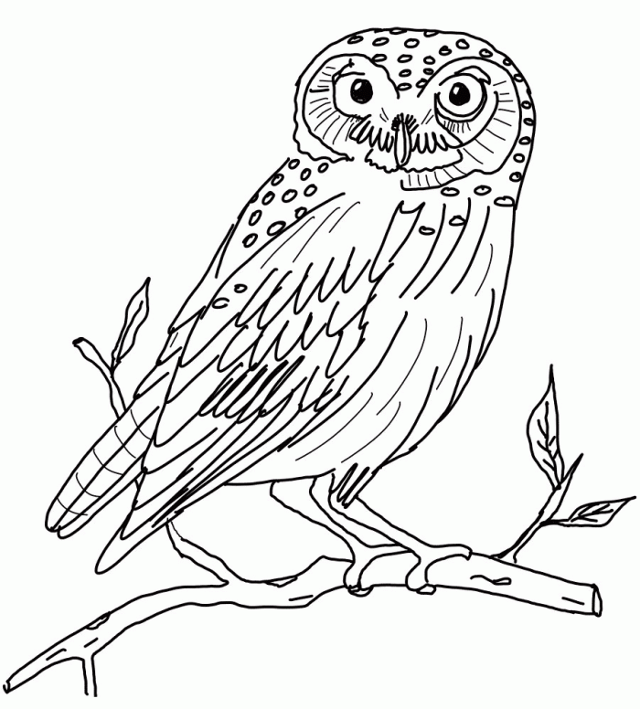 Owls Coloring Pages