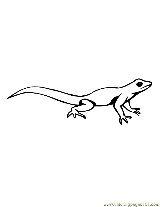 desert lizard colouring coloring pages list
