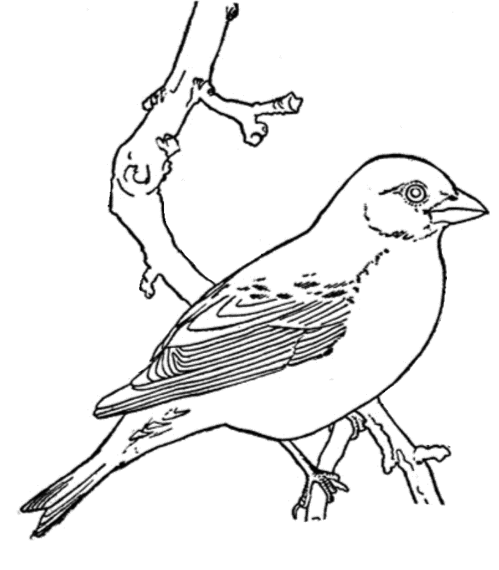 A Reticent Bird Coloring Pages - Birds Coloring Pages : iKids 