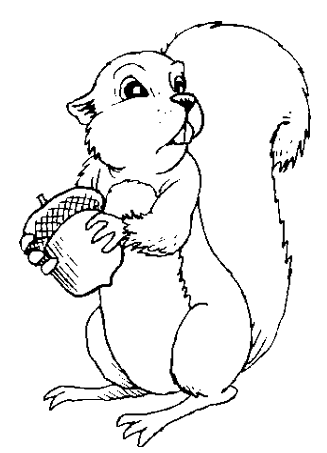 Squirrel Coloring Pages 582 | Free Printable Coloring Pages