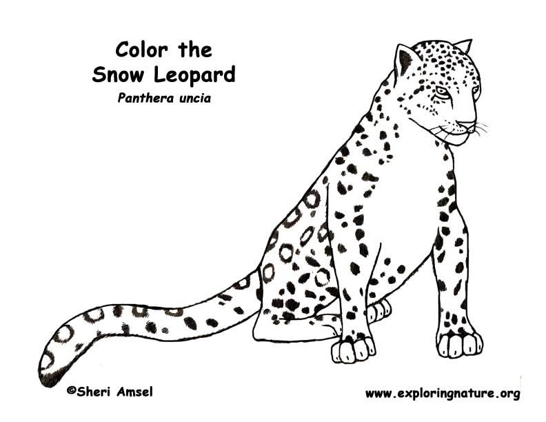 Snow Leopard Coloring Page -- Exploring Nature Educational Resource