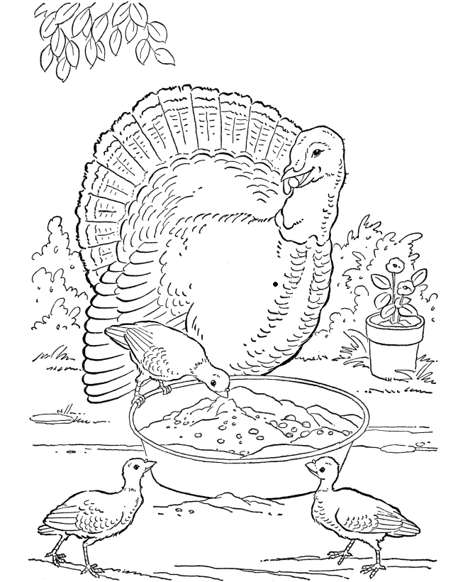 Farm Animal Coloring Pages | Farm Turkey Coloring Page and Kids 