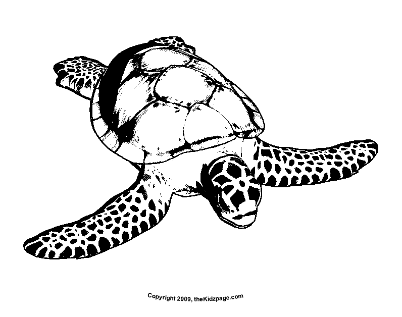 Sea Turtle Free Coloring Pages for Kids - Printable Colouring Sheets