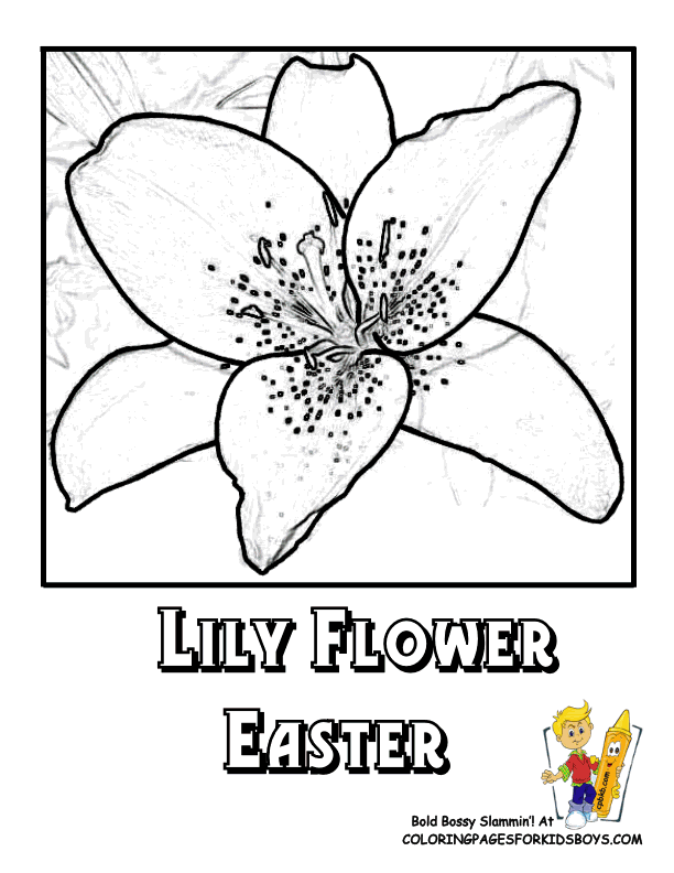 Coloring Flower Picture | Lily | Free | Flower Coloring Page 