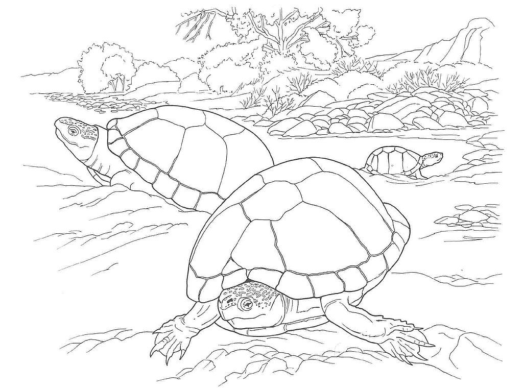 desert animals coloring pages : Printable Coloring Sheet ~ Anbu 