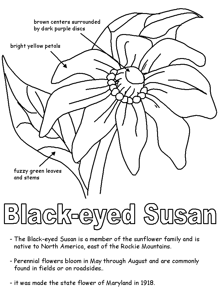 Black-eyed Susan with labels