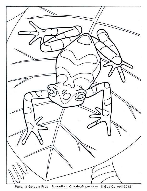 Crawly Creepers BookOne Coloring Pages | Animal Coloring Pages for 