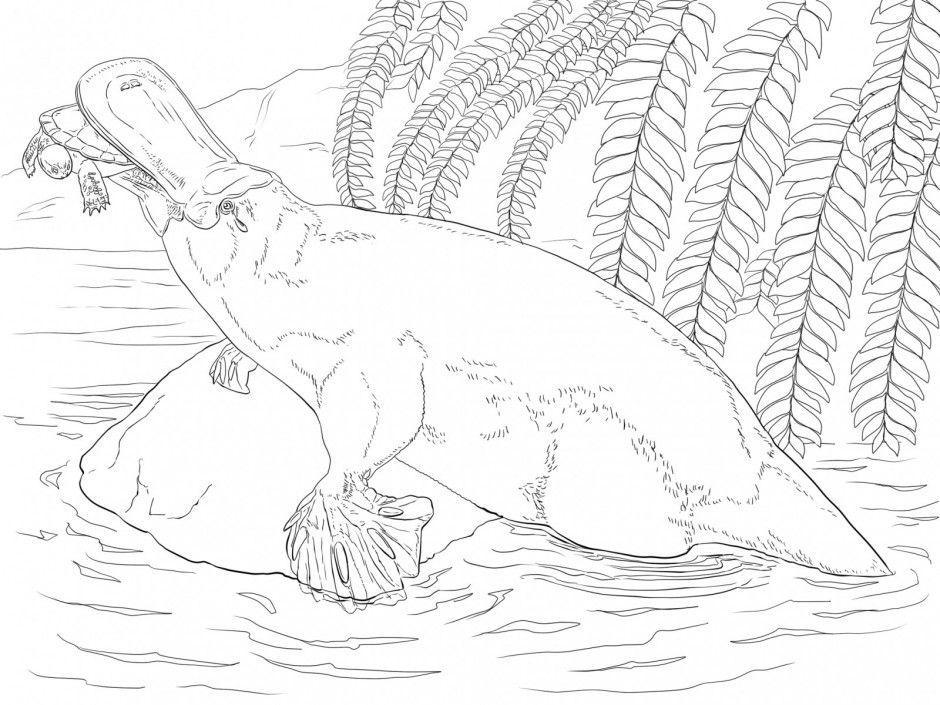Perry The Platypus Coloring Page Coloring Pages Amp Pictures 