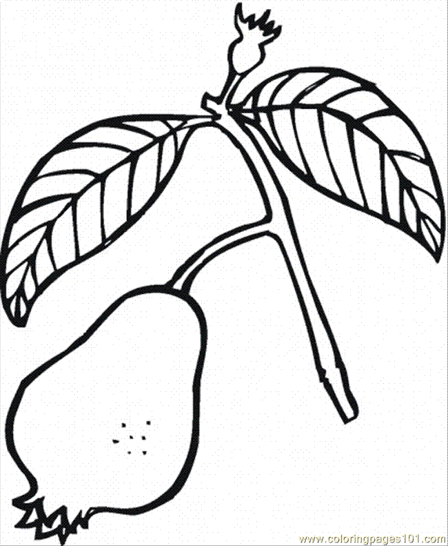 Coloring Pages Guava 4 (Food & Fruits > Others) - free printable 
