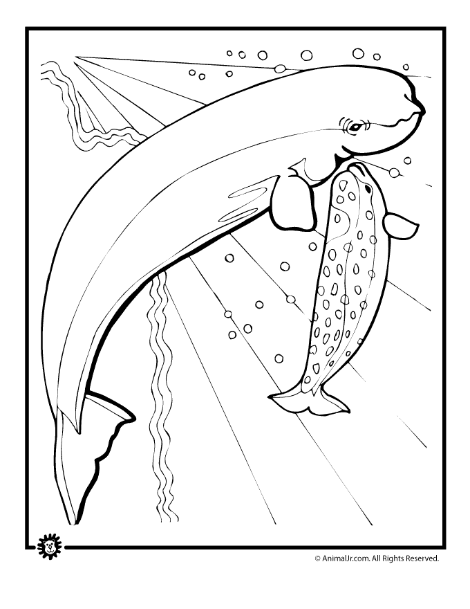 Gallery For > Baby Beluga Whale Coloring Page
