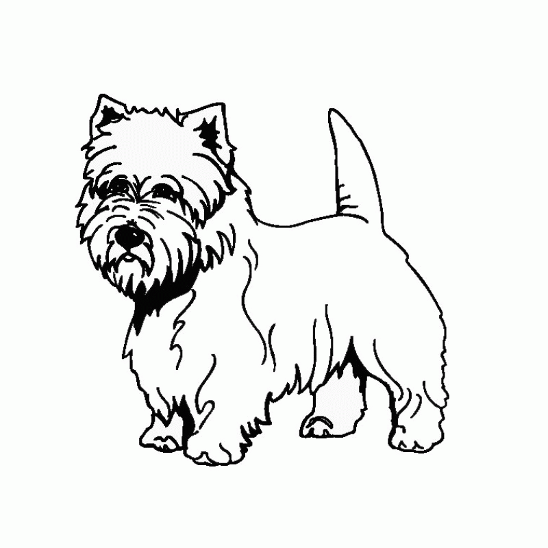 Westie Dog Coloring Pages - Kids Colouring Pages