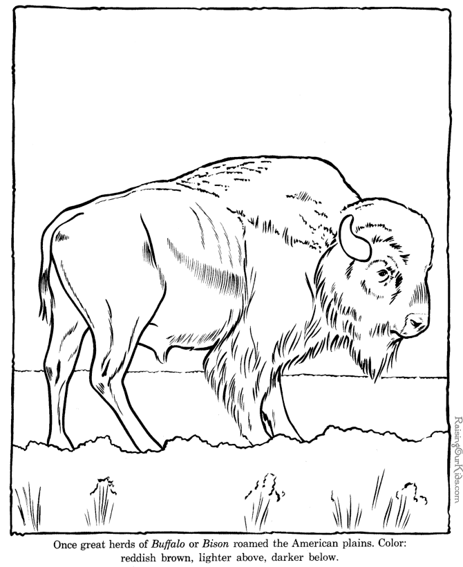 h buffalo Colouring Pages