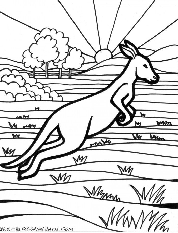 Kangaroo Coloring Page Educations