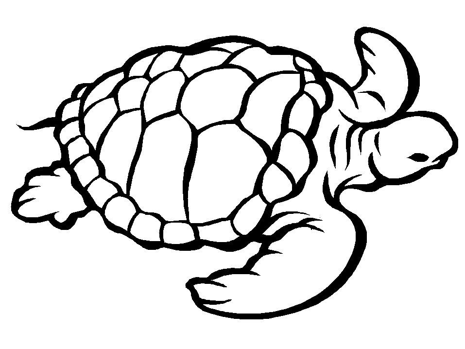 Turtles K10 Animals Coloring Pages & Coloring Book