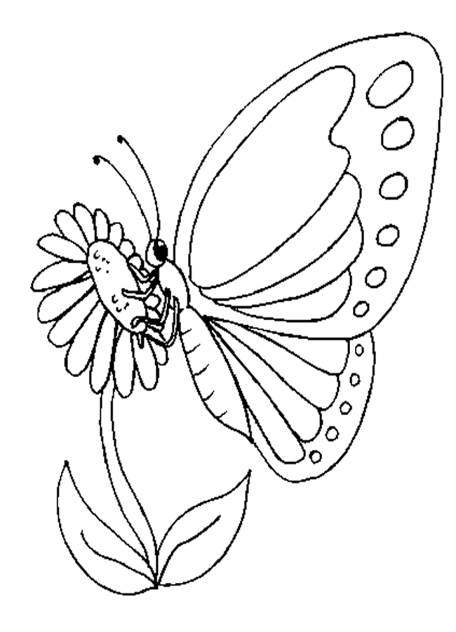 Butterfly Coloring Pages | Butterfly Coloring Page | Butterflies 