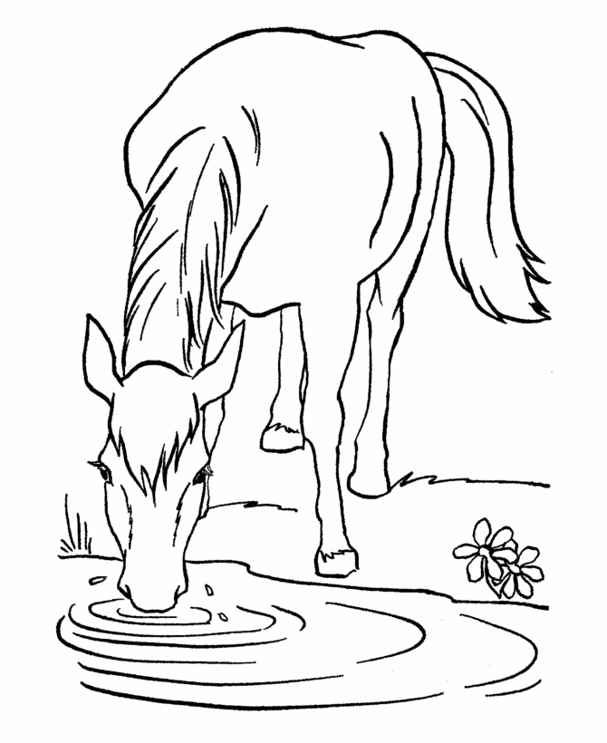water coloring pages to print horse drink